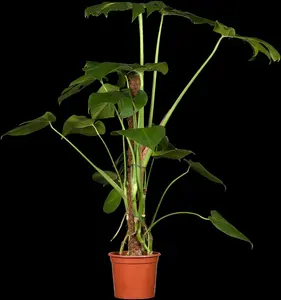 monstera deliciosa p9.5 - afbeelding 3