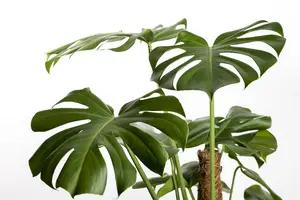 monstera deliciosa p9.5 - afbeelding 5