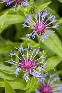 centaurea montana P10.5 - afbeelding 1