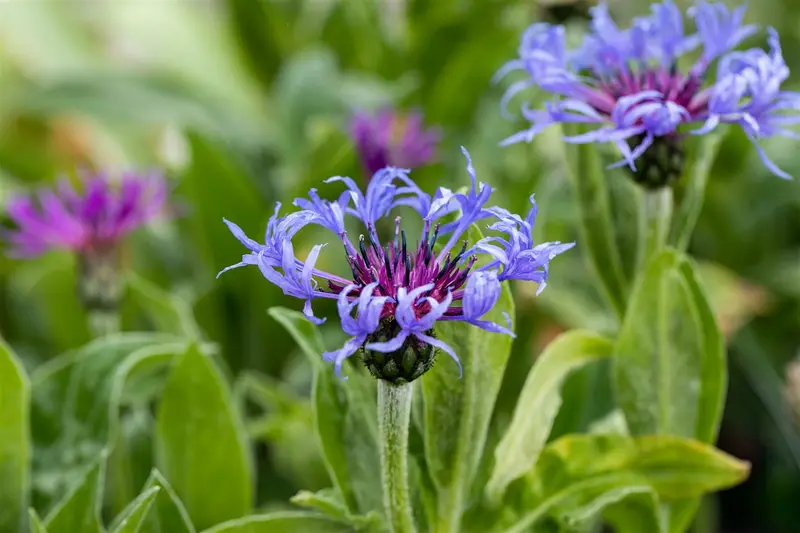 centaurea montana P10.5 - afbeelding 4