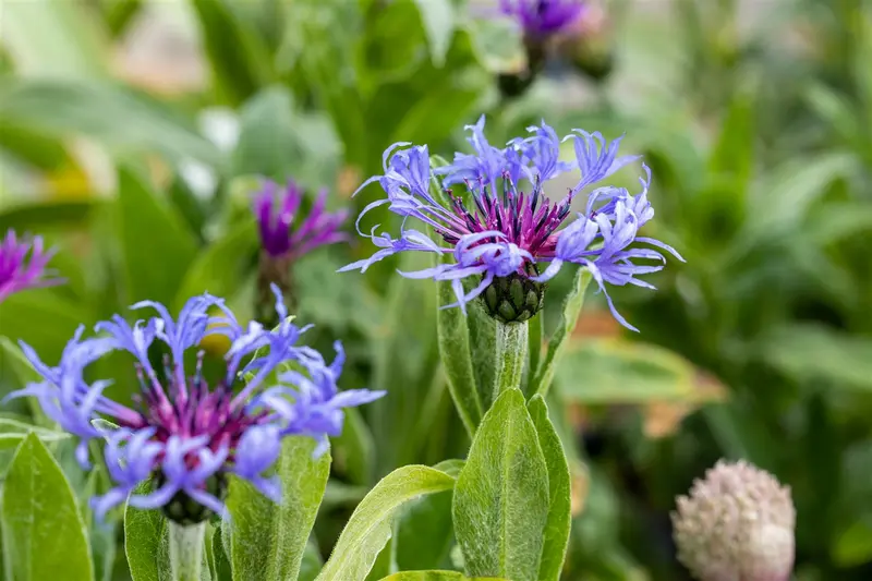 centaurea montana P10.5 - afbeelding 5