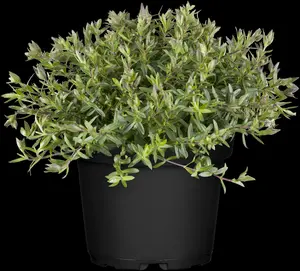 arenaria montana P10.5 - afbeelding 2