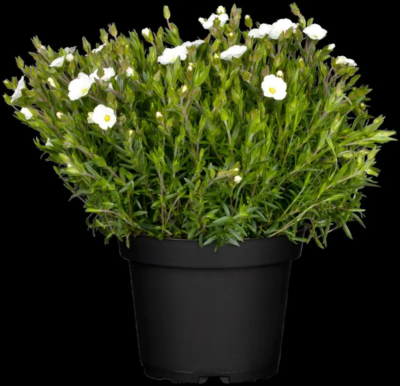 arenaria montana P10.5 - afbeelding 4