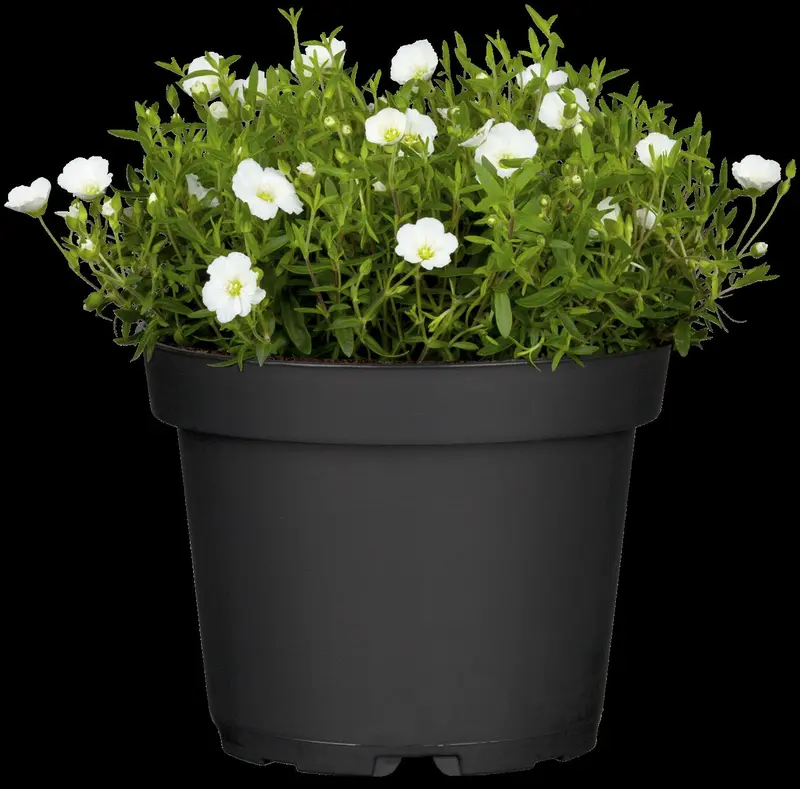 arenaria montana P10.5 - afbeelding 5