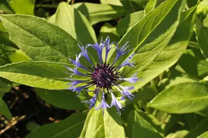 centaurea montana P10.5 - afbeelding 3