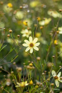 coreopsis vert. 'moonbeam' P11 - afbeelding 5