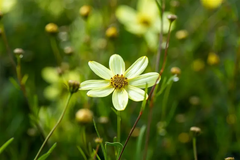 coreopsis vert. 'moonbeam' P11 - afbeelding 1