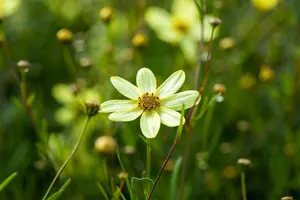 coreopsis vert. 'moonbeam' P11 - afbeelding 1