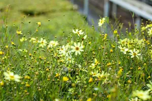 coreopsis vert. 'moonbeam' P11 - afbeelding 2