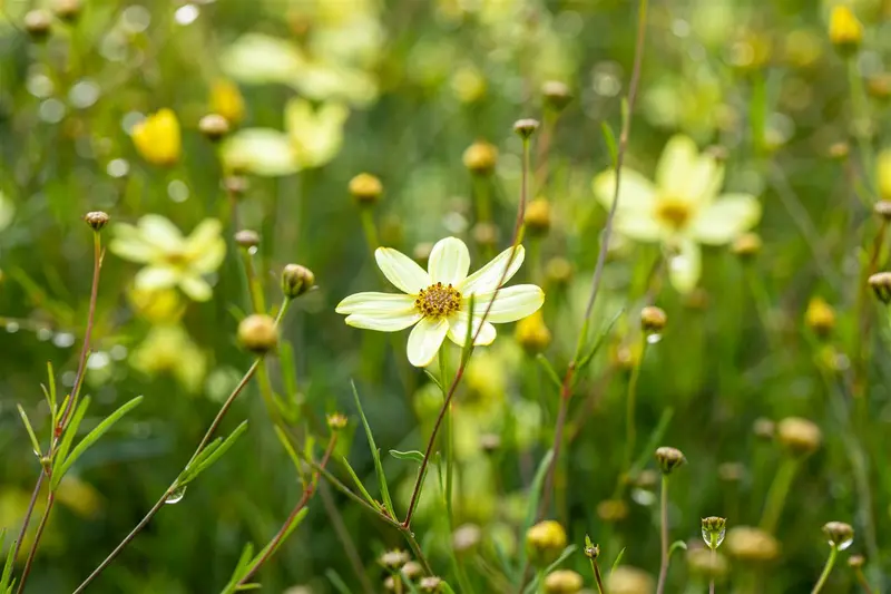 coreopsis vert. 'moonbeam' P11 - afbeelding 3