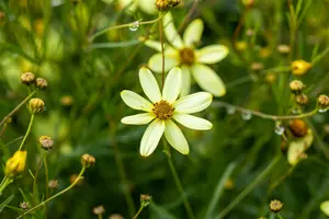 coreopsis vert. 'moonbeam' P11 - afbeelding 4