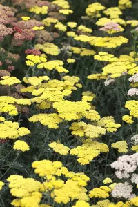 achillea hybr. 'moonshine' P9 - afbeelding 2