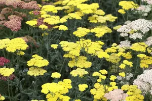 achillea hybr. 'moonshine' P9 - afbeelding 1