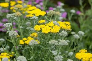 achillea hybr. 'moonshine' P9 - afbeelding 4