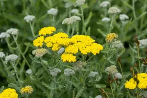 achillea hybr. 'moonshine' P9 - afbeelding 5