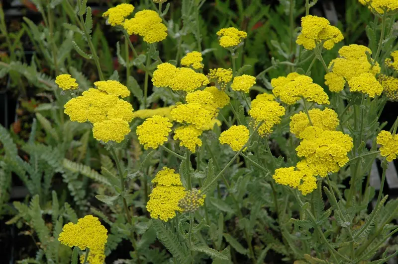 achillea hybr. 'moonshine' P9 - afbeelding 3