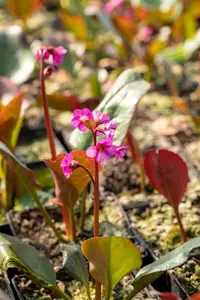 bergenia hybr. 'morgenröte' P9