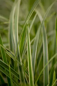 carex morrowii P9 - afbeelding 3