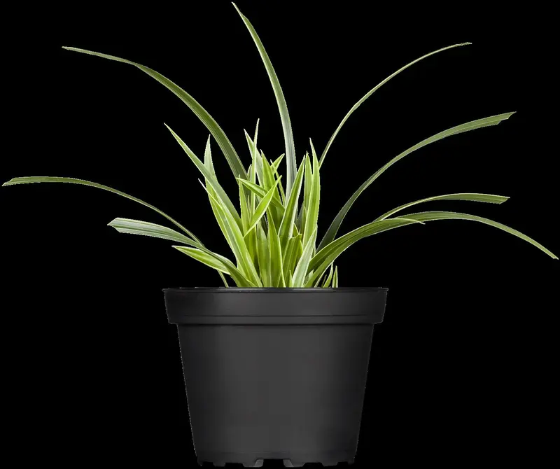 carex morrowii P9 - afbeelding 1