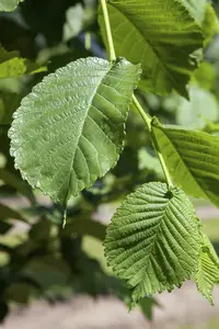 morus alba 'pendula' 8/10 - afbeelding 1