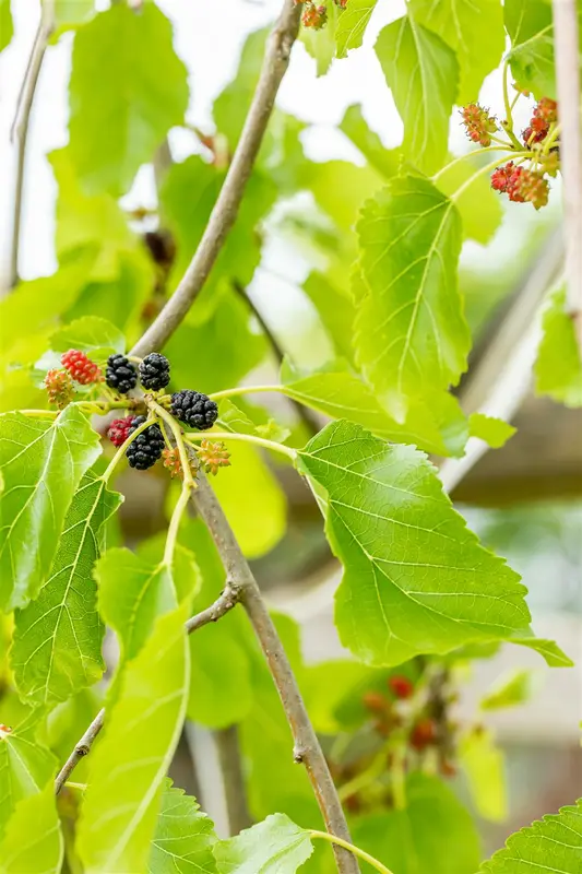 morus alba 'pendula' 8/10 - afbeelding 3