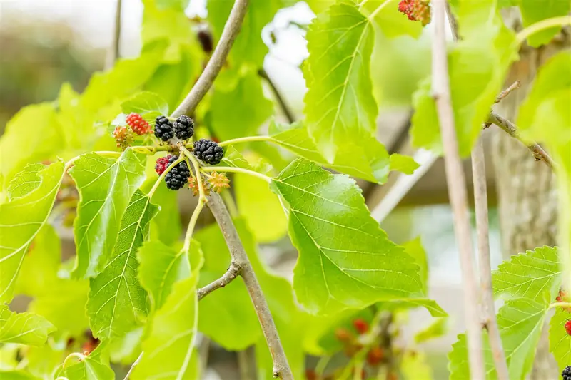 morus alba 'pendula' 8/10 - afbeelding 2