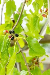 morus alba 'pendula' 8/10 C30 - afbeelding 3