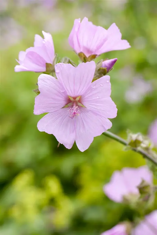 malva moschata P11 - afbeelding 2