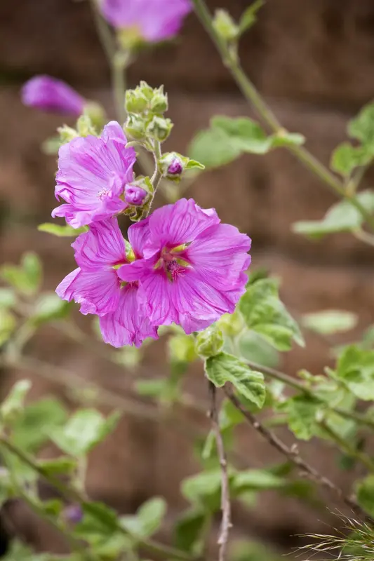 malva moschata P10.5 - afbeelding 4