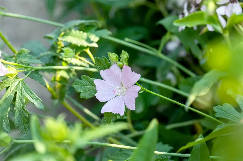 malva moschata P11 - afbeelding 5