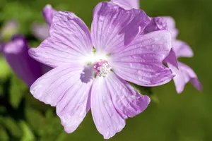 malva moschata P10.5 - afbeelding 1