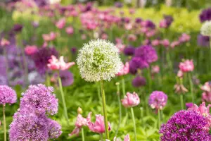 allium hybr. 'mount everest' C1 - afbeelding 1