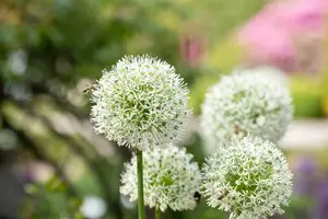 allium hybr. 'mount everest' C1 - afbeelding 2