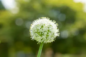 allium hybr. 'mount everest' C1 - afbeelding 3