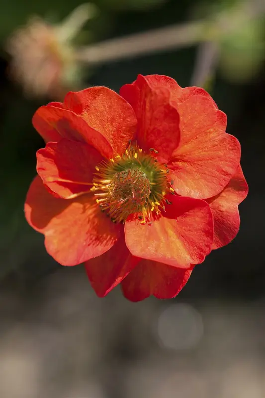 geum chiloense 'mrs. bradshaw' P11