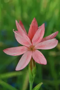 schizostylis cocc. 'mrs hegarty' P9