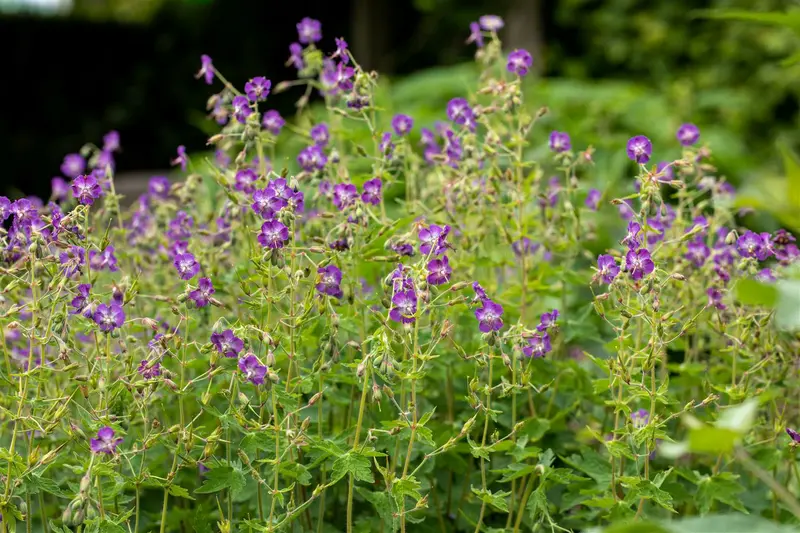 geranium prat. 'mrs. kendall clark' P9 - afbeelding 5