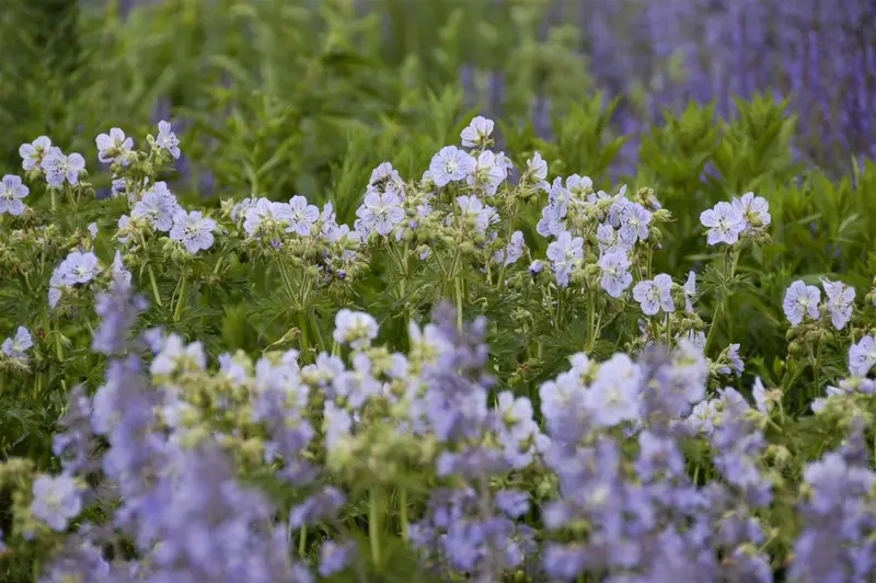 geranium prat. 'mrs. kendall clark' P9 - afbeelding 1