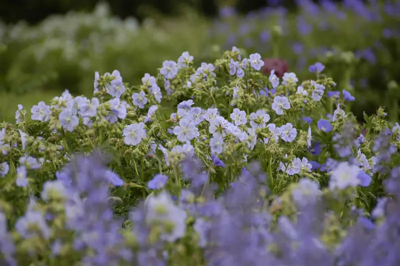 geranium prat. 'mrs. kendall clark' P9 - afbeelding 2