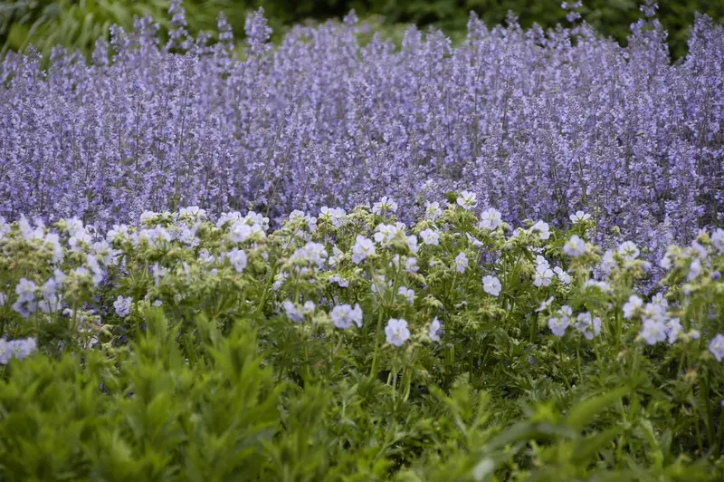 geranium prat. 'mrs. kendall clark' P9 - afbeelding 3