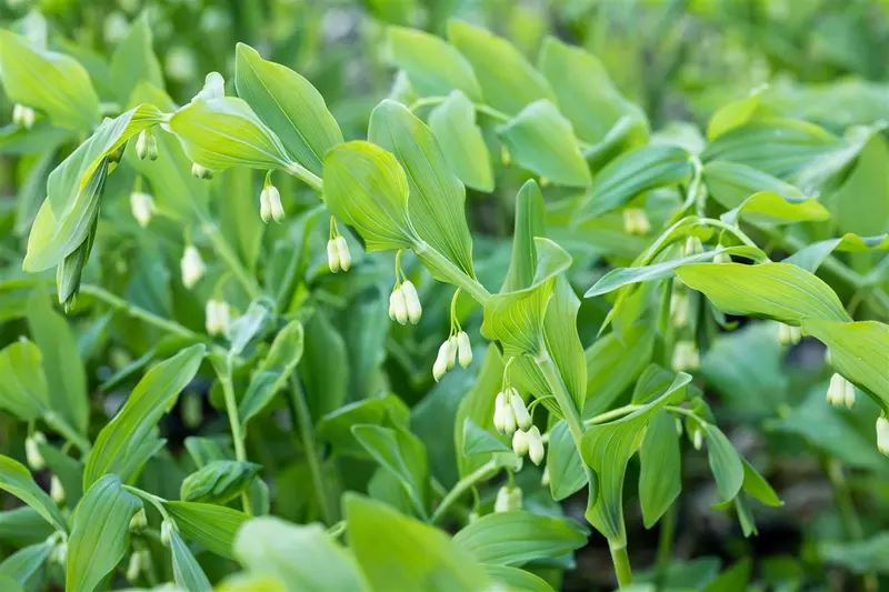 polygonatum multiflorum P9 - afbeelding 4