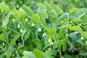 polygonatum multiflorum P9 - afbeelding 4