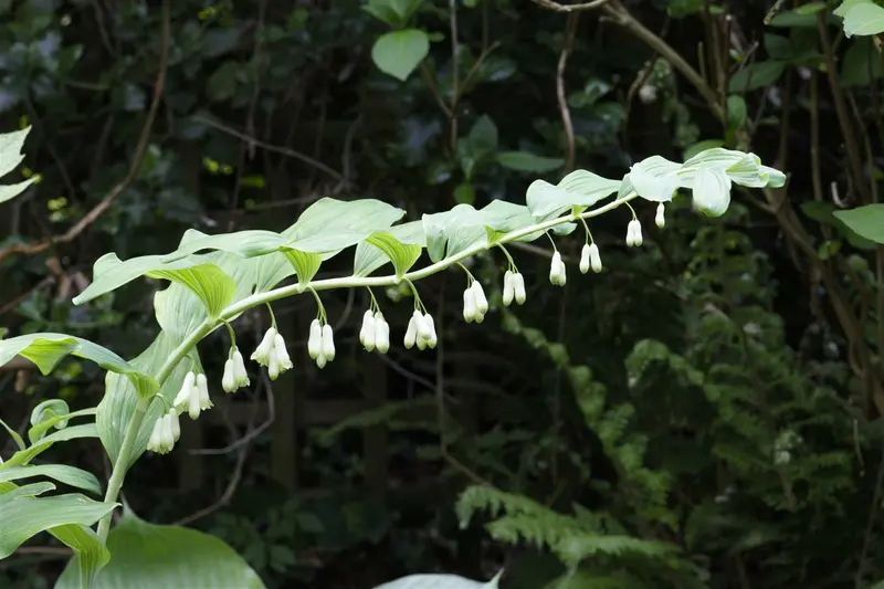 polygonatum multiflorum P9 - afbeelding 3