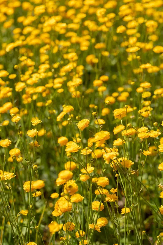 ranunculus acris 'multiplex' ( 'flore pleno') P9 - afbeelding 3