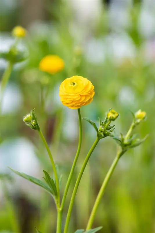 ranunculus acris 'multiplex' ( 'flore pleno') P9 - afbeelding 5