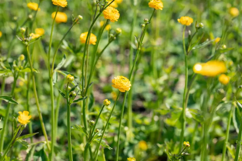 ranunculus acris 'multiplex' ( 'flore pleno') P9 - afbeelding 1