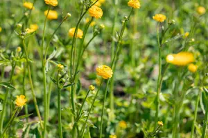 ranunculus acris 'multiplex' ( 'flore pleno') P9 - afbeelding 1