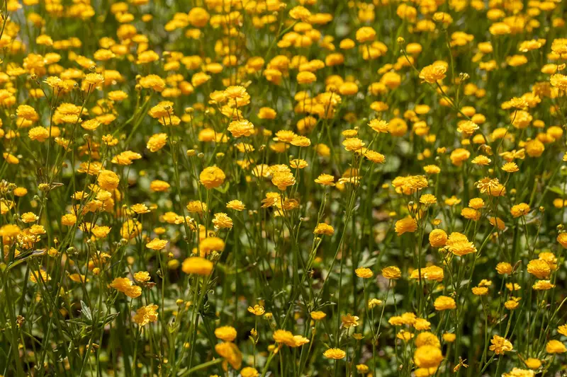 ranunculus acris 'multiplex' ( 'flore pleno') P9 - afbeelding 4