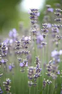 lavandula ang. 'munstead' P9 - afbeelding 4