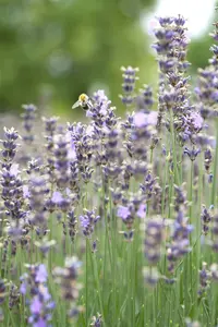 lavandula ang. 'munstead' P9 - afbeelding 5